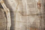Polished Petrified Wood Section - Washington #218351-1